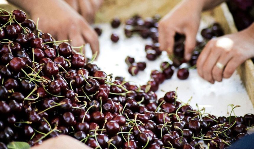 Mihalıççık Kiraz Festivali’nin tarihi açıklandı