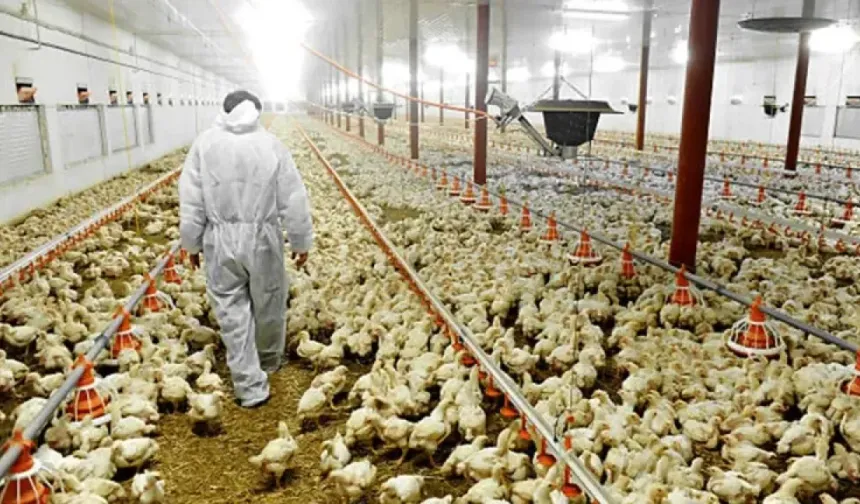 Tavukçuluk sektörü devlerine operasyon: 13 şirkete kayyum atandı