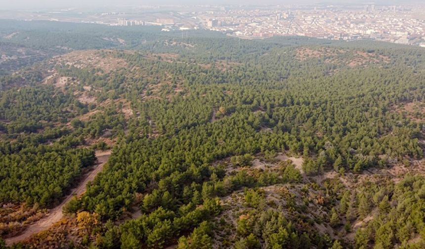 Eskişehir'de bazı alanlar orman sınırı dışına çıkarıldı!