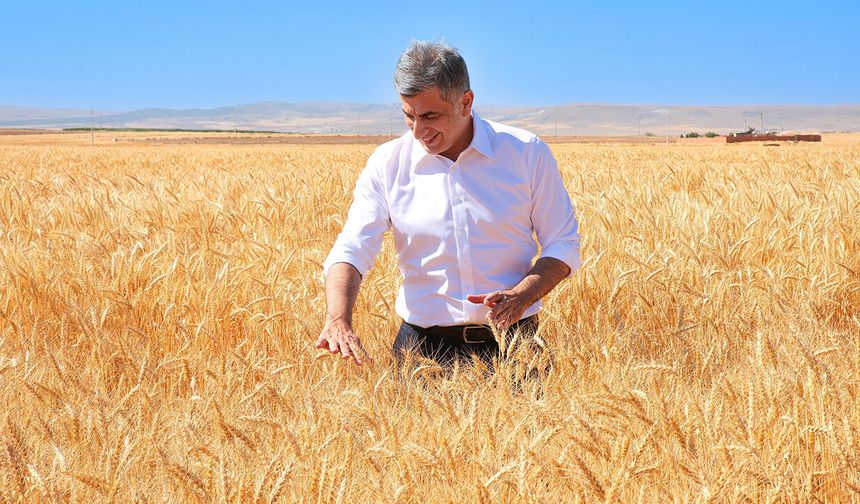 Eskişehir’de bir ilk: Kuraklığa dayanıklı buğday hasat edildi