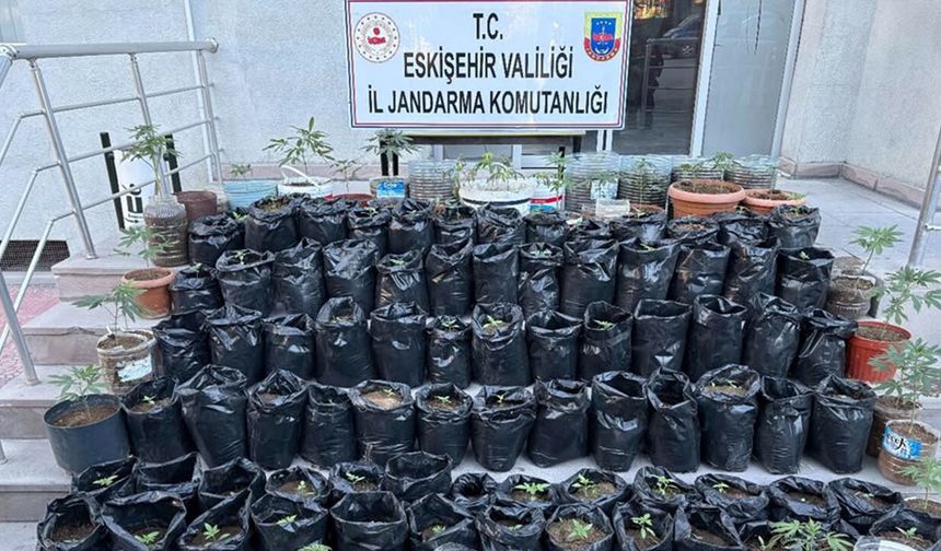 Eskişehir’de saksılarda yetiştiriyordu: Jandarma operasyonuyla yakalandı
