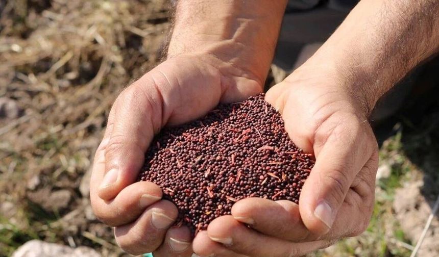 Sivrihisar ve Günyüzü'nde üreticilere yüzde 75 hibeli tohumu desteği