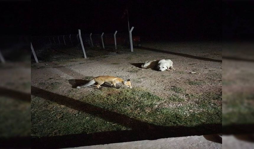 Sivrihisar’da bahçeye inen tilkiyi beslediler: Köpeğin şaşkınlığı gülümsetti