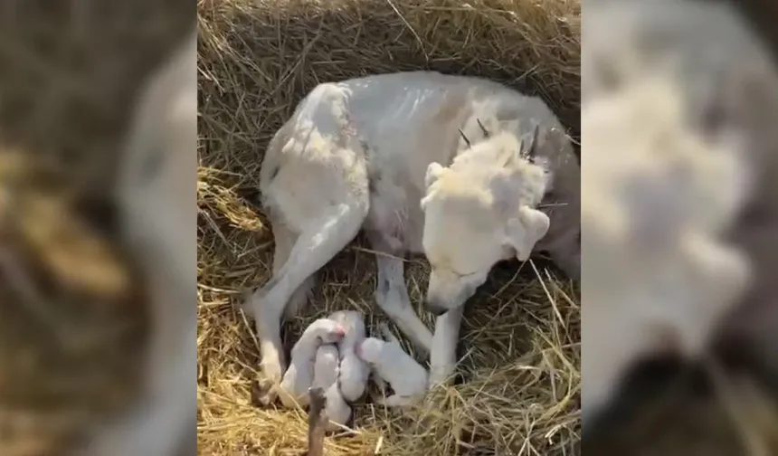 Eskişehir’de koyun sürüsünün ortasında sürpriz doğum: 4 yavru dünyaya geldi