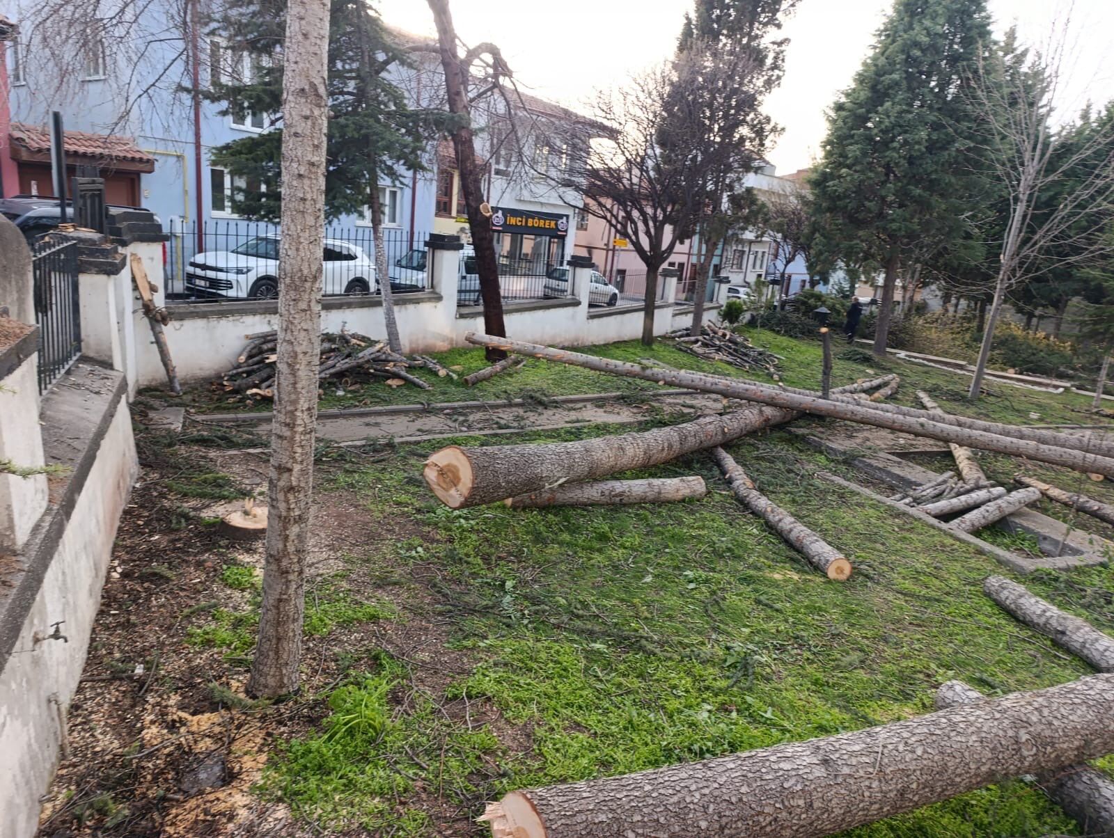 25 Agac Kesim Haber Istikbal