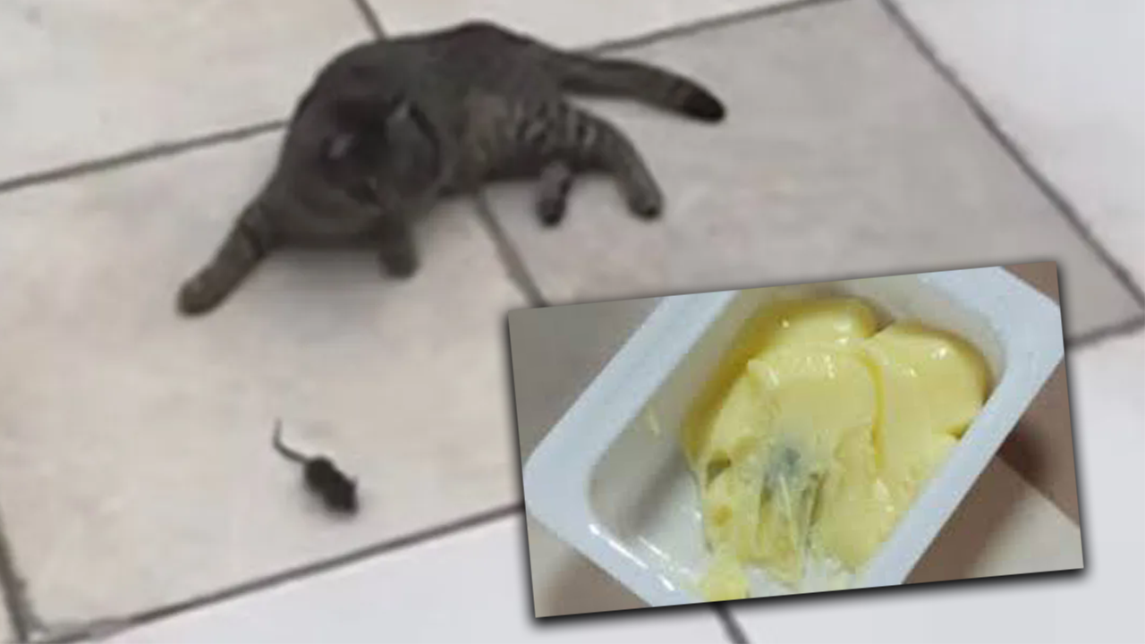 Kyk Yurtlarinda Hi̇jyen Skandali