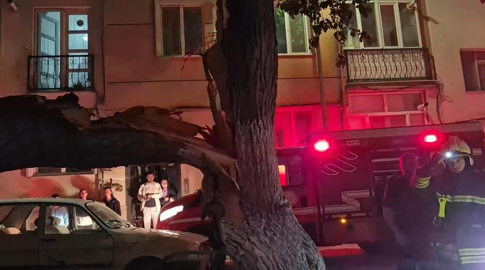 Eskişehir’de Dut Ağacı Araçların Üzerine Devrildi Facianın Eşiğinden Dönüldü1