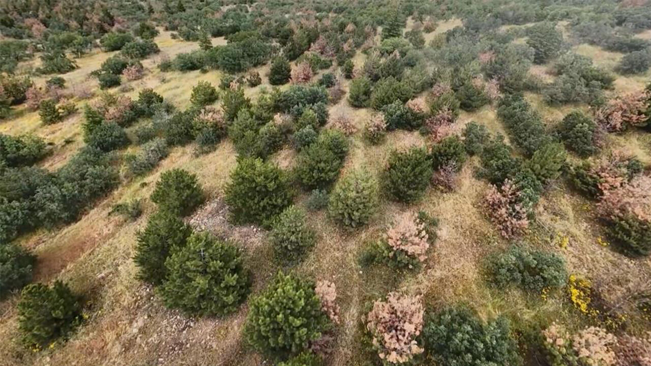 Eskişehir'de Kaybolan Gebe Inek Dron Ile Aranıyor