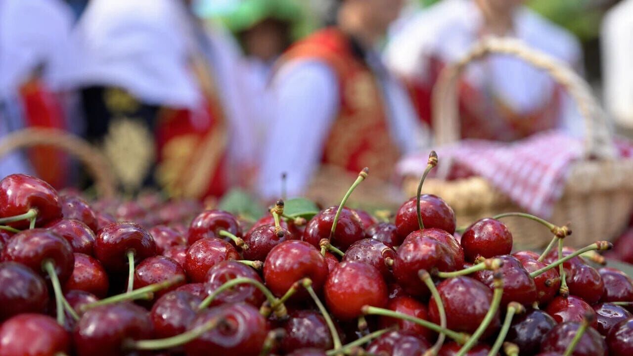 Ertelenen Mihalıççık Kiraz Festivali'nin tarihi belli oldu