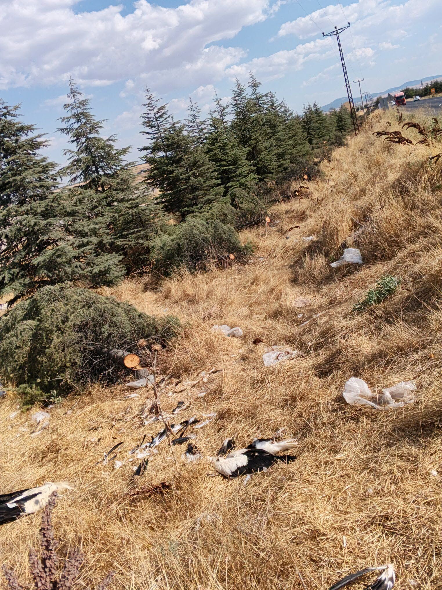 Seyitgazi Yolunda Ağaç Kesimine Tepkiw