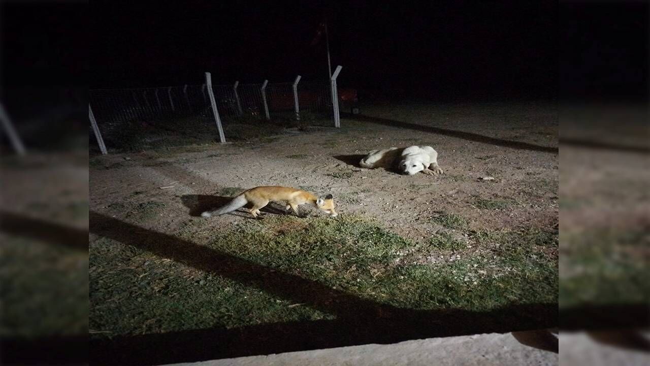 Sivrihisar’da bahçeye inen tilkiyi beslediler: Köpeğin şaşkınlığı gülümsetti