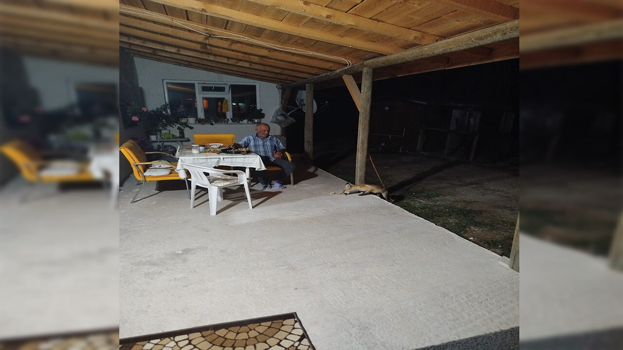 Sivrihisar’da Bahçeye Inen Tilkiyi Beslediler Köpeğin Şaşkınlığı Gülümsetti2