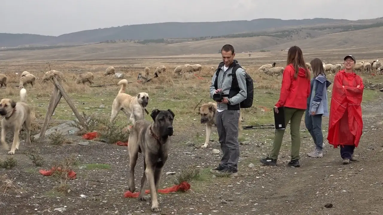 İtalyan Uzmanlar Eskişehir'de Türk Çoban Köpeklerini Mercek Altına Aldı2 Istikbalgazetesi