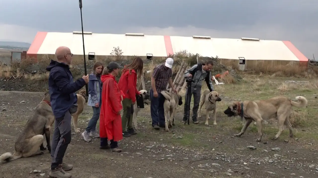 İtalyan Uzmanlar Eskişehir'de Türk Çoban Köpeklerini Mercek Altına Aldı3 Istikbalgazetesi